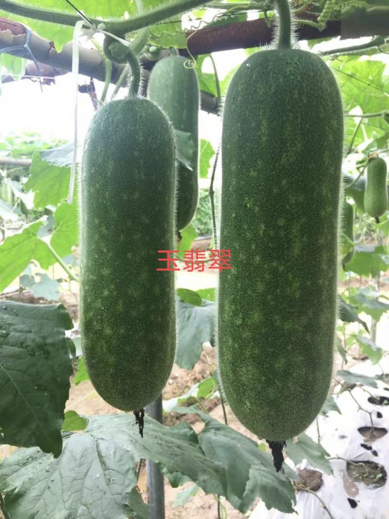 玉翡翠甜节瓜水果型早熟绿皮生长势强品质佳