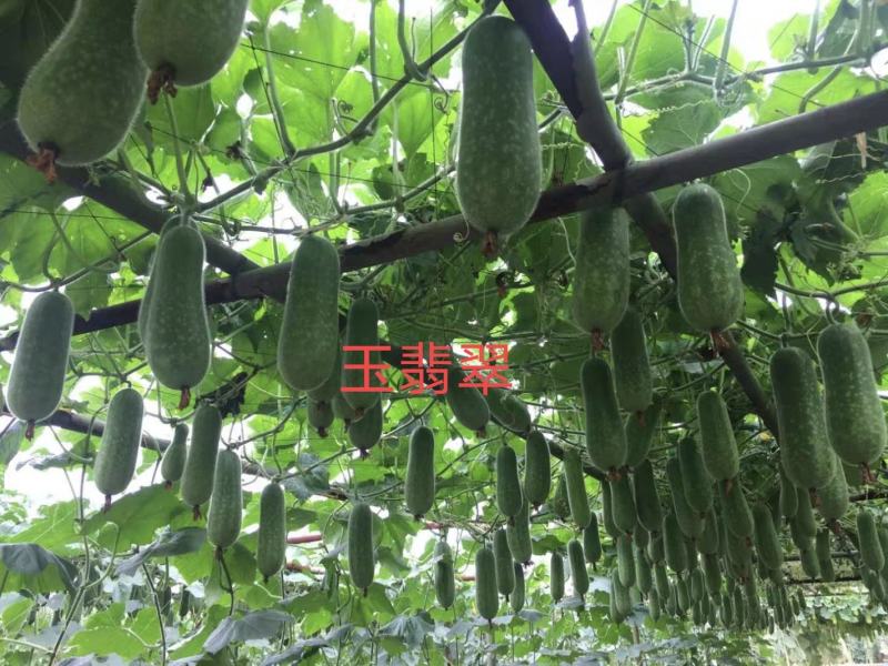玉翡翠甜节瓜水果型早熟绿皮生长势强品质佳