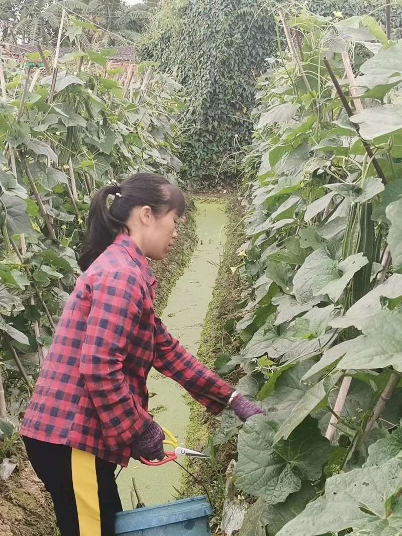 顺丽大肉丝瓜杂交一代早熟中花点头尾匀称产量高