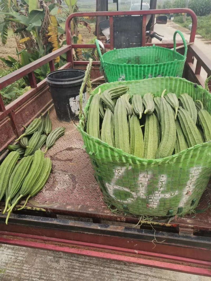 顺丽大肉丝瓜杂交一代早熟中花点头尾匀称产量高
