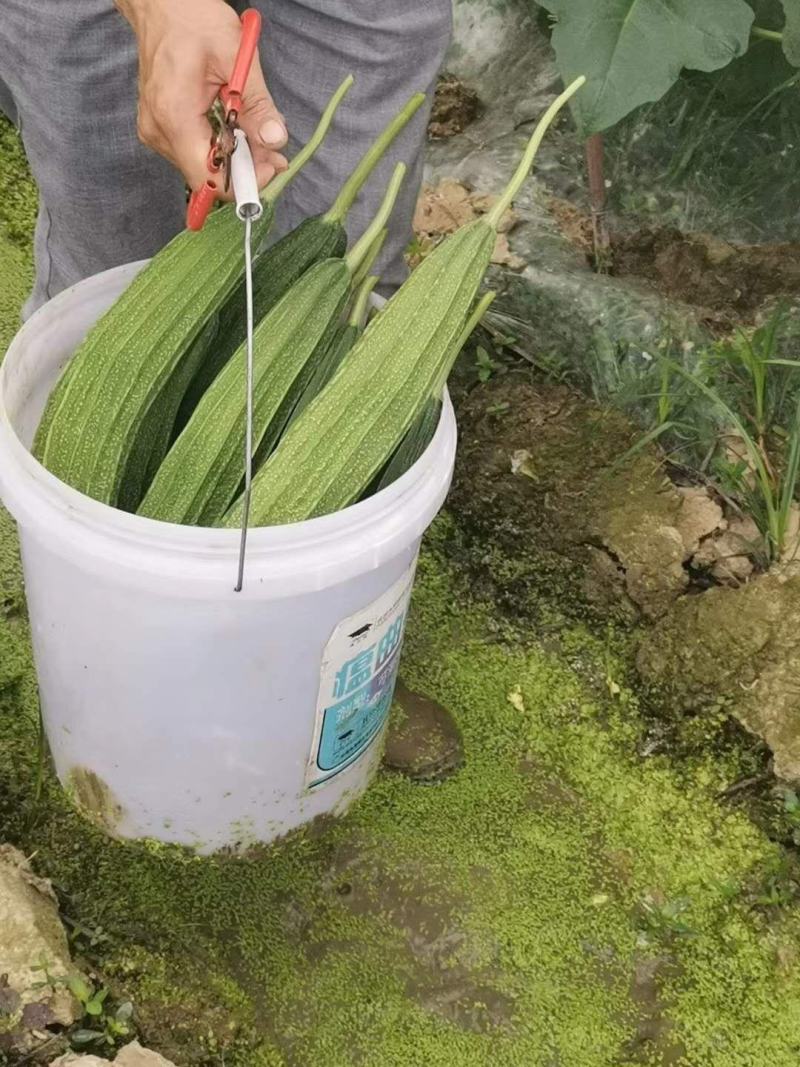 顺丽大肉丝瓜杂交一代早熟中花点头尾匀称产量高