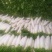 白萝卜皮白条形直，水洗打冷一手货源视频看货可线上交易