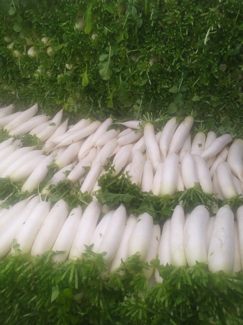 白萝卜皮白条形直，水洗打冷一手货源视频看货可线上交易