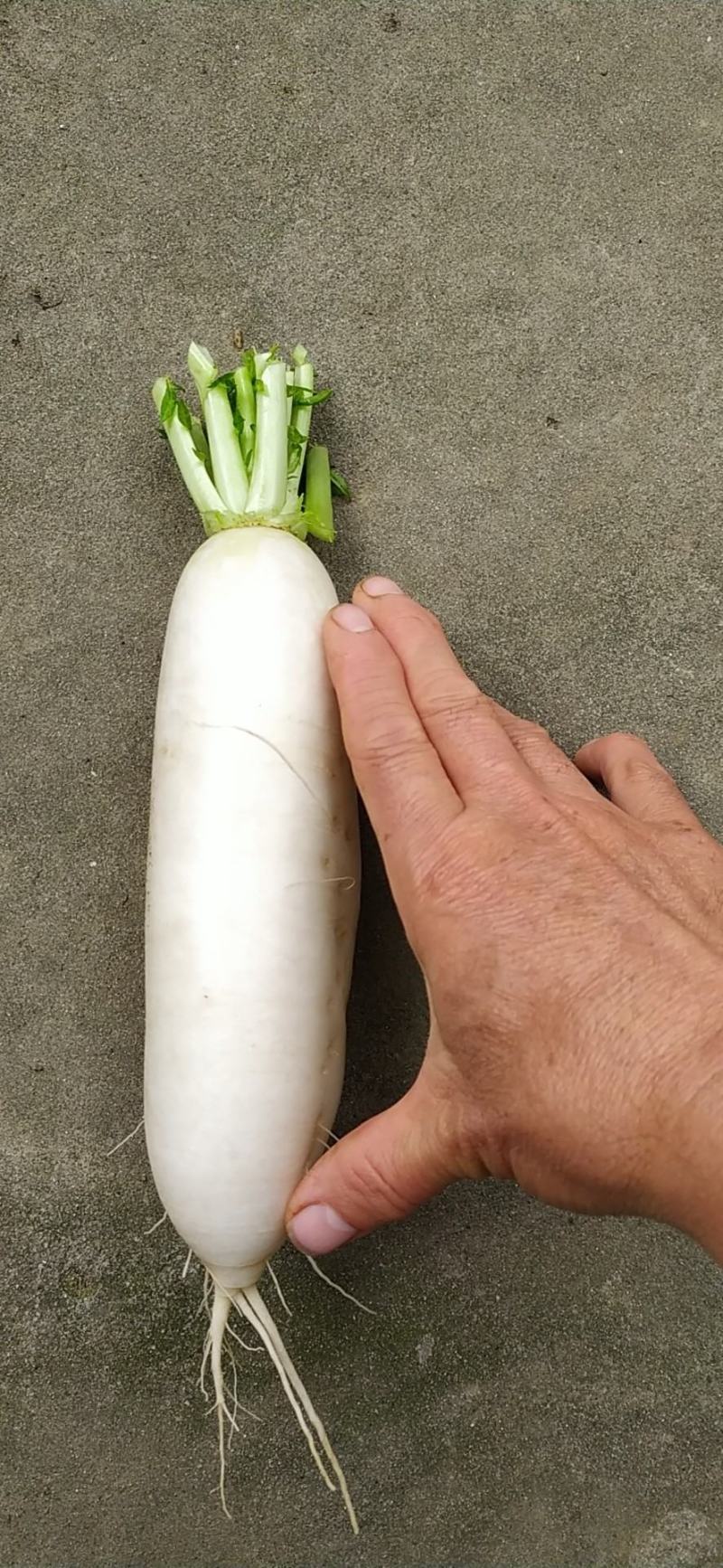 白萝卜皮白条形直，水洗打冷一手货源视频看货可线上交易