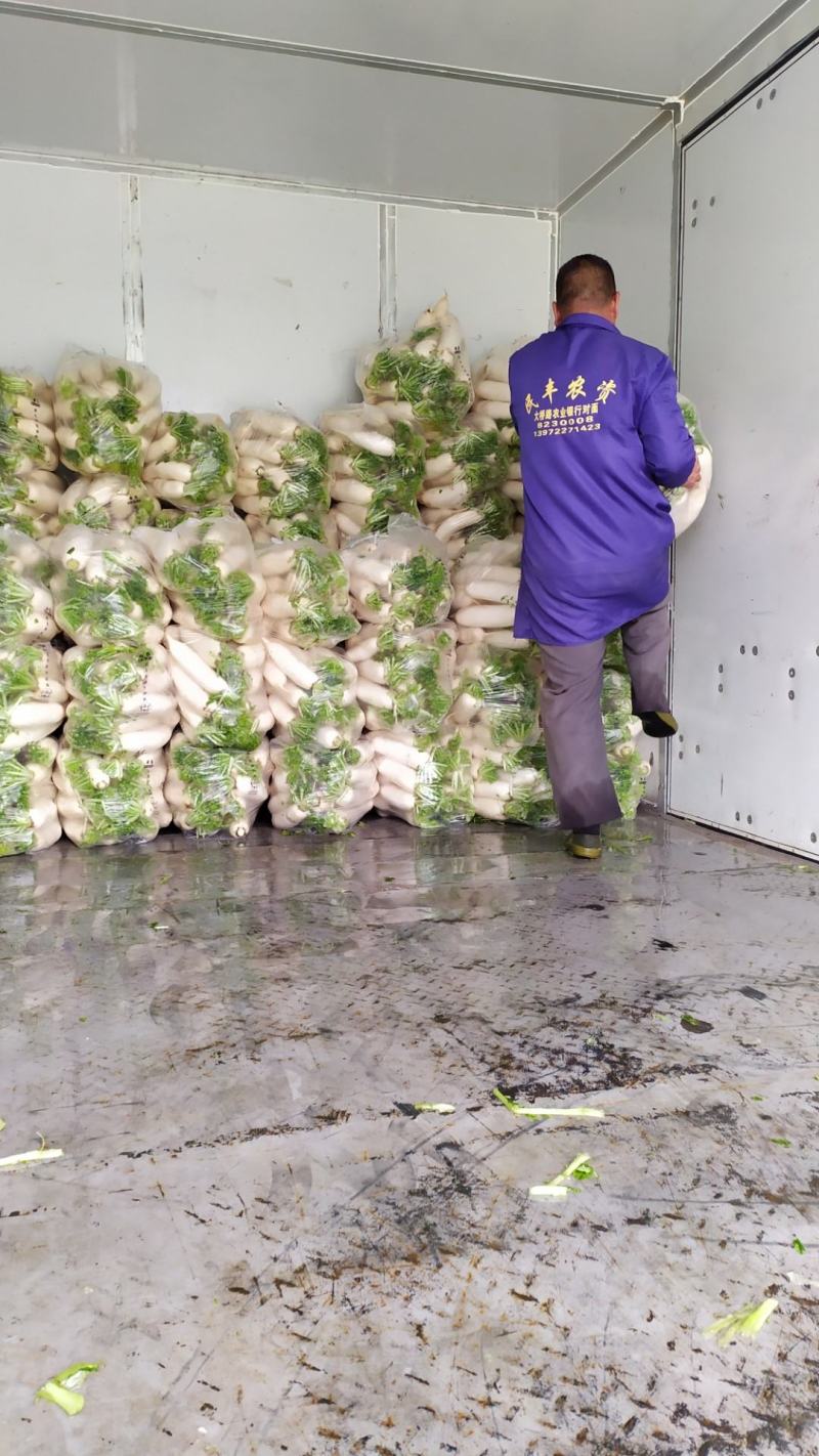 白萝卜皮白条形直，水洗打冷一手货源视频看货可线上交易