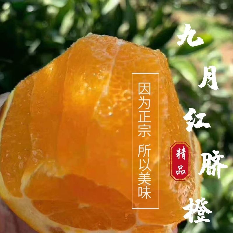 九月红果冻橙口感纯甜无核无渣对接全国批发市场电商商超平台