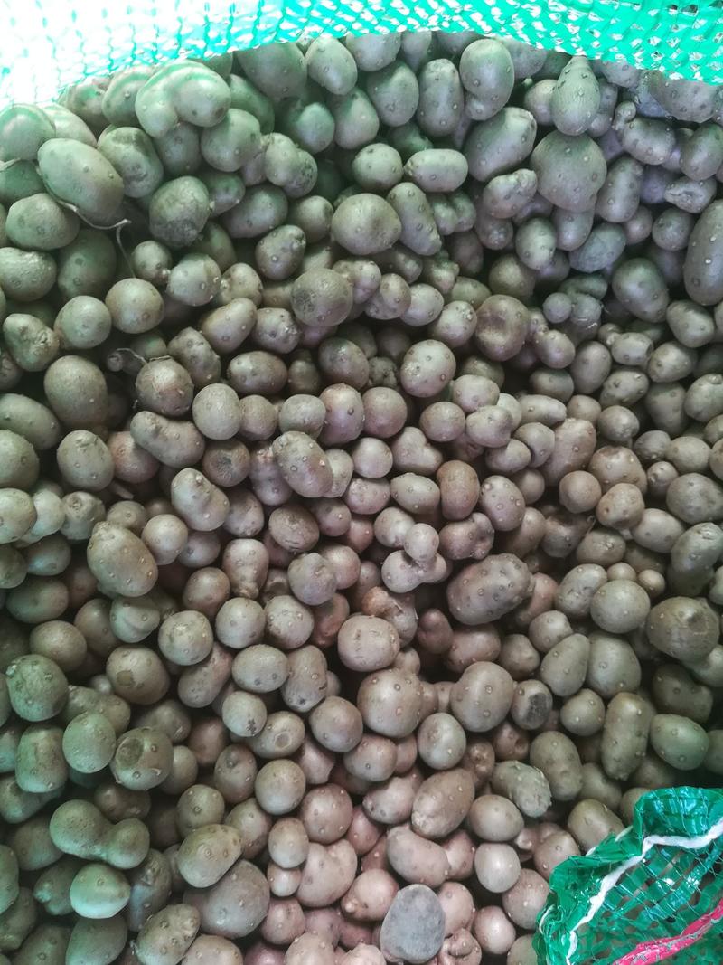 平度白玉山药豆，个头大，形状好纯度高，品质好