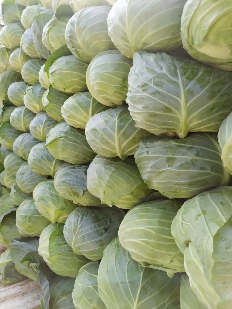 扁包菜叶清秀耐储运襄阳甘蓝大量上市基地直发一手货源