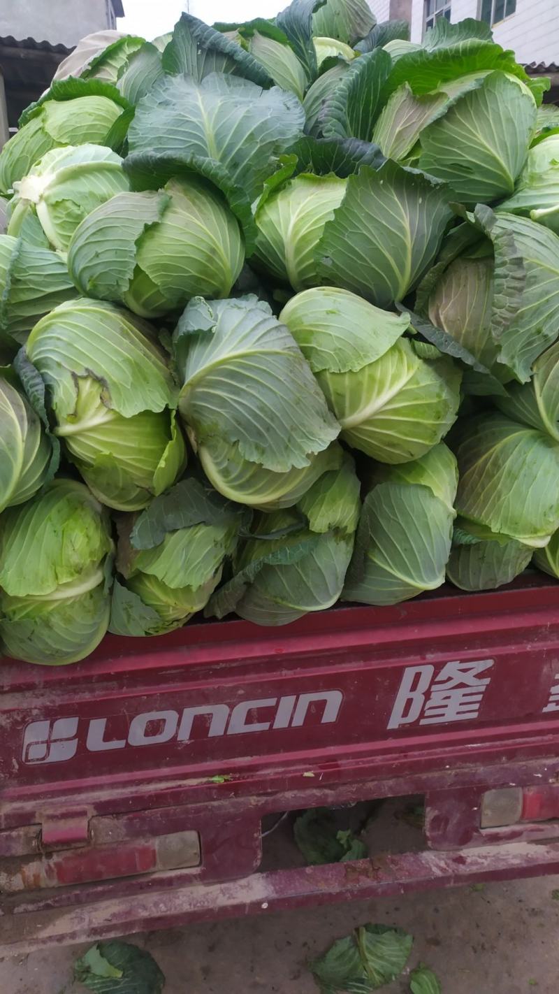 扁包菜叶清秀耐储运襄阳甘蓝大量上市基地直发一手货源