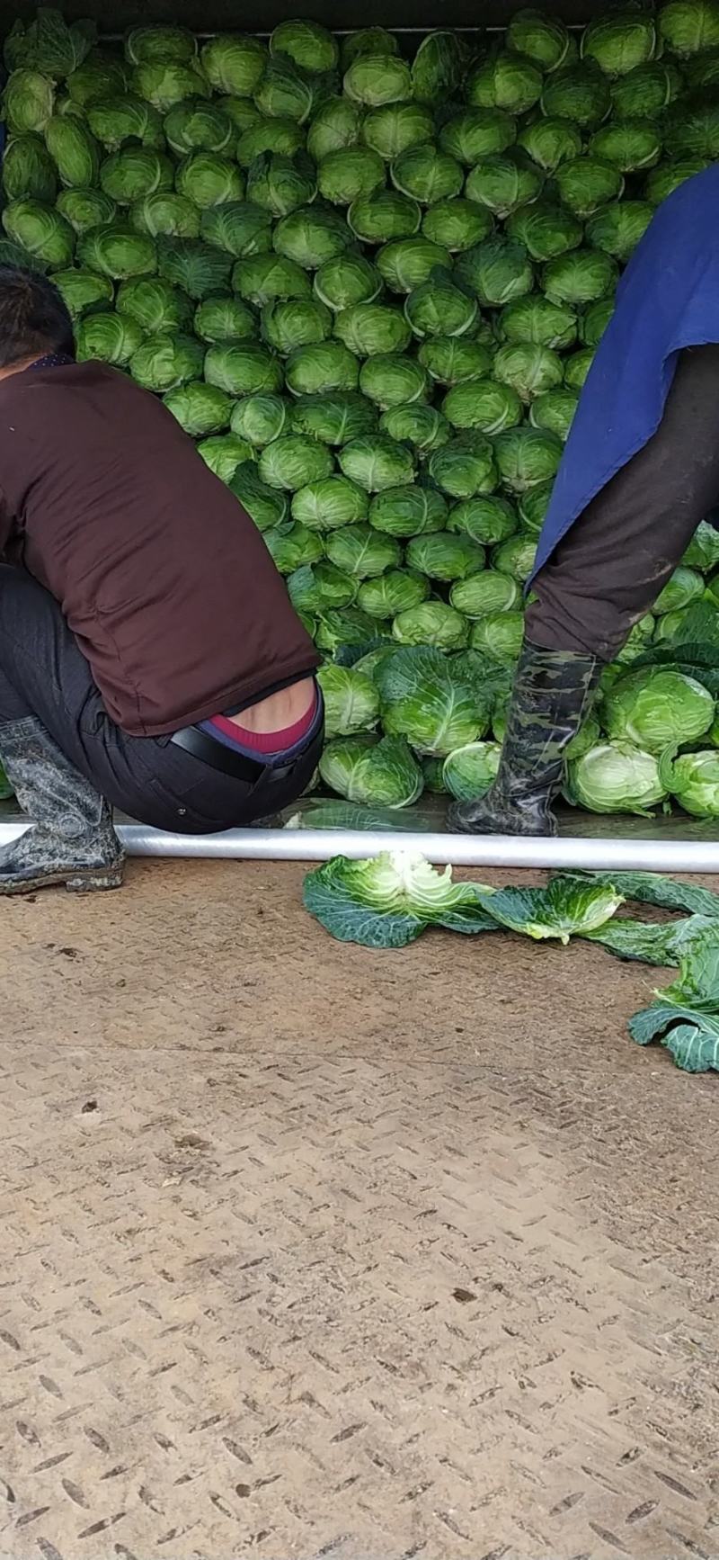 扁包菜叶清秀耐储运襄阳甘蓝大量上市基地直发一手货源