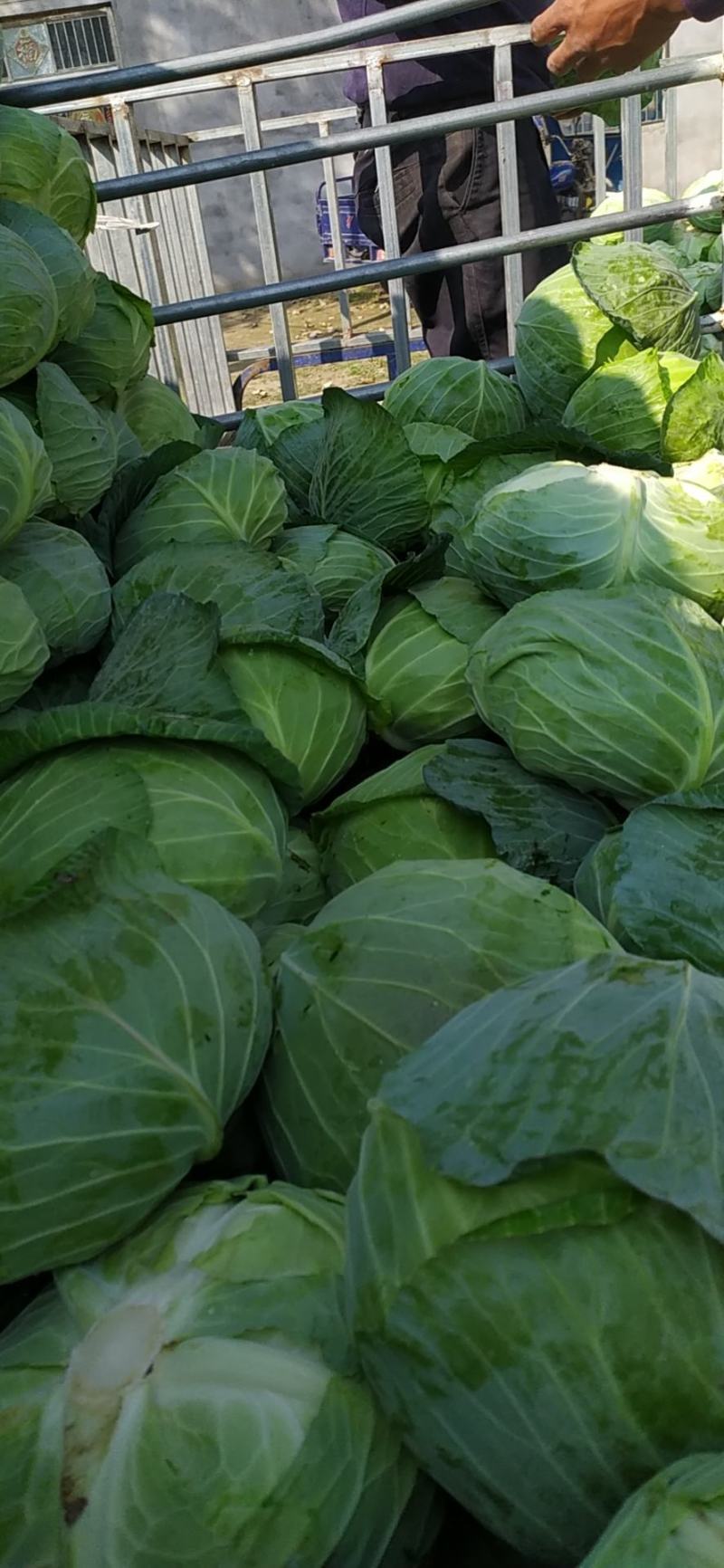 扁包菜叶清秀耐储运襄阳甘蓝大量上市基地直发一手货源