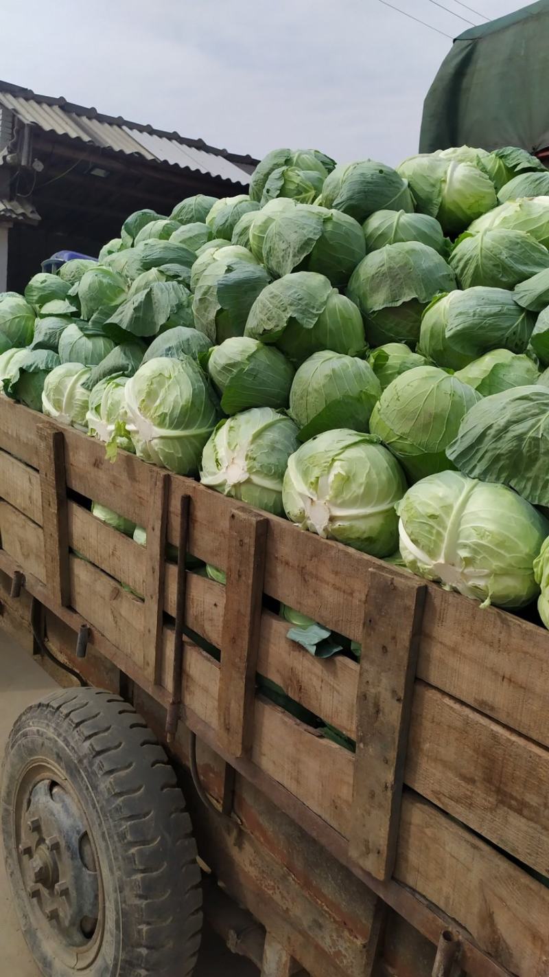 扁包菜叶清秀耐储运襄阳甘蓝大量上市基地直发一手货源