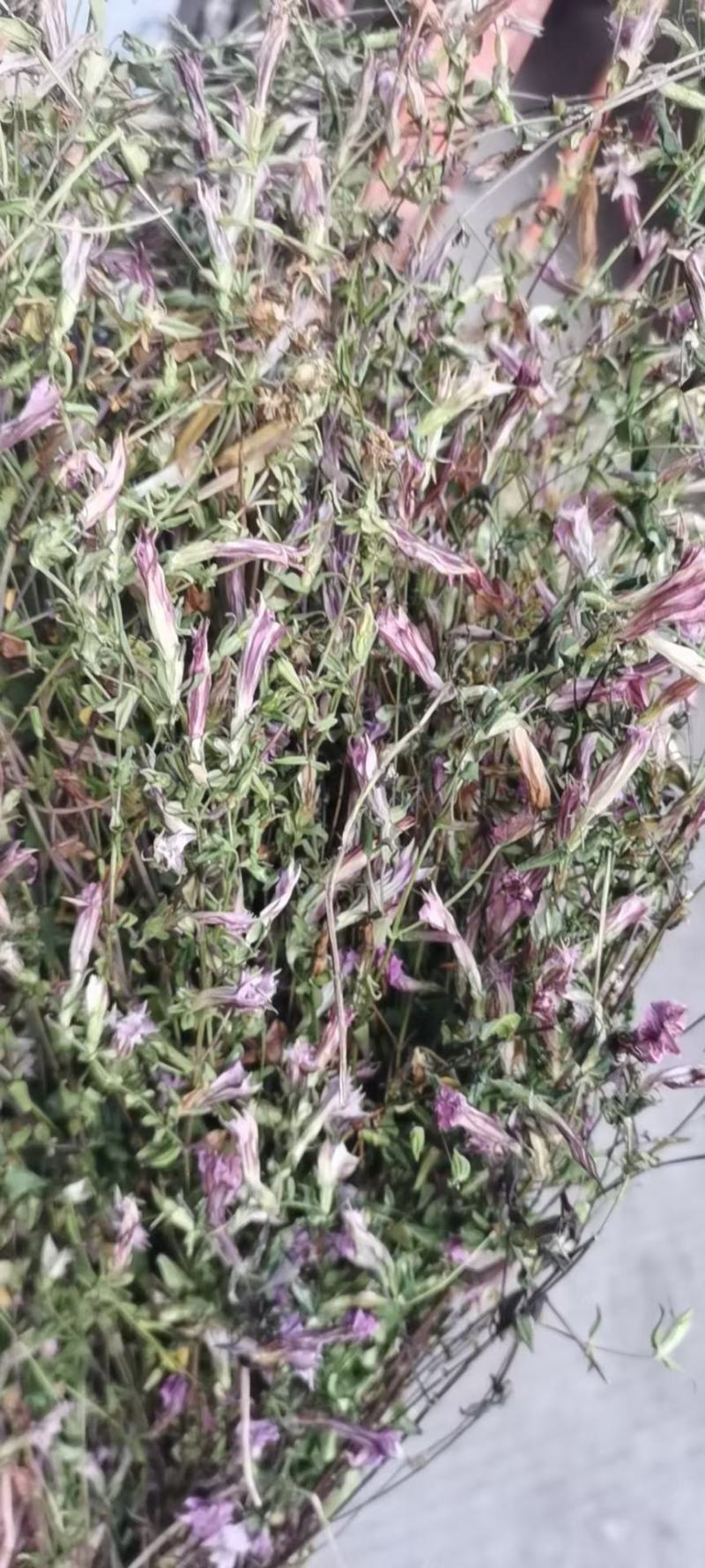 红花小龙胆草，全草，纯野生，天然晒干，认准品质