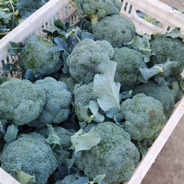 大量供应西兰花