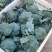 大量供应西兰花