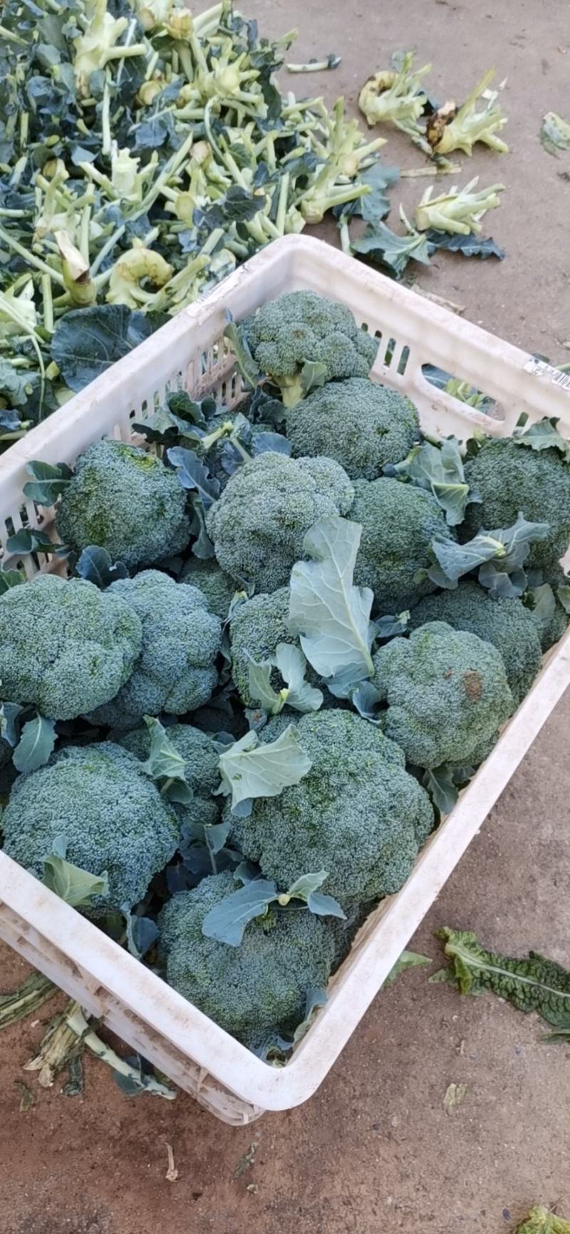 大量供应西兰花