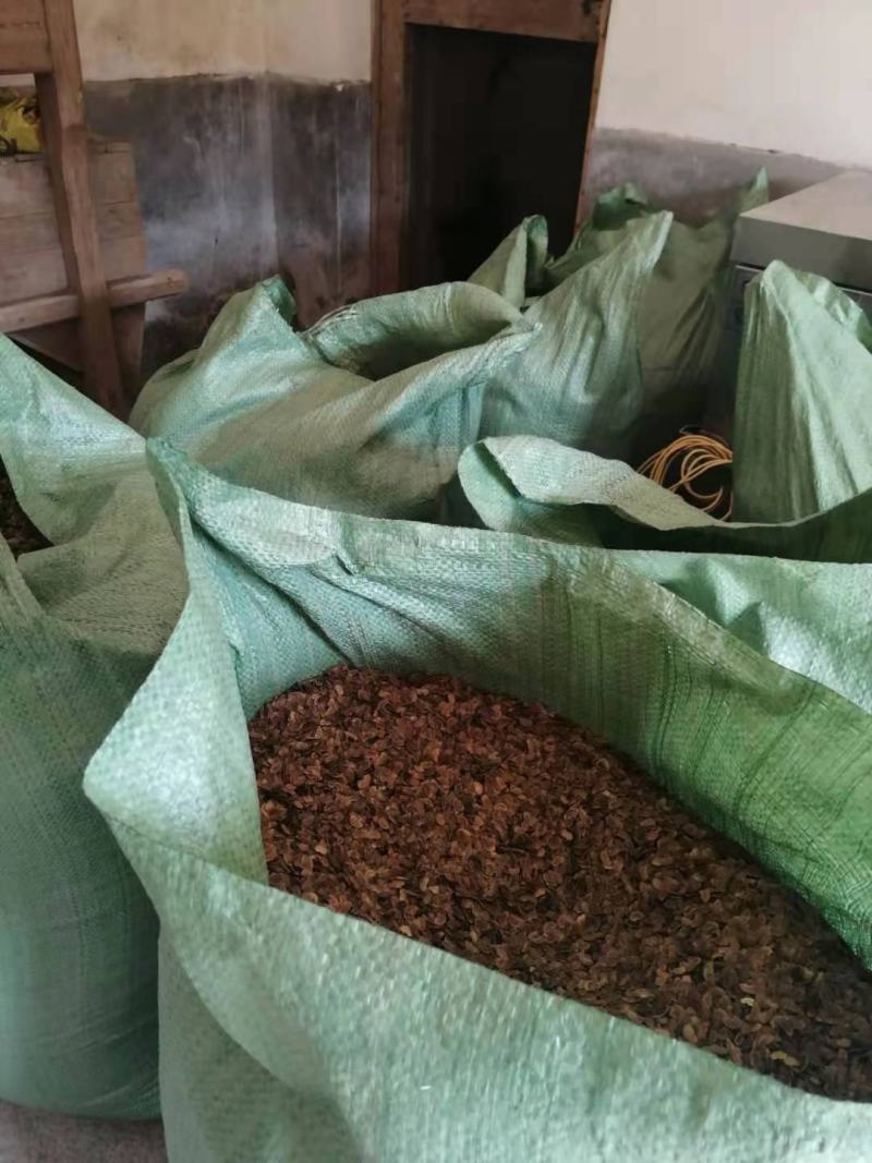 木荷种子，供应新鲜优质木荷种子，欢迎新老客户联系下单