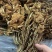 跑江湖地摊热卖精选茶树菇