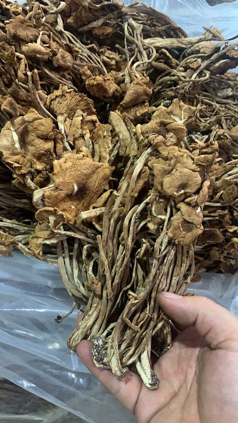 跑江湖地摊热卖精选茶树菇