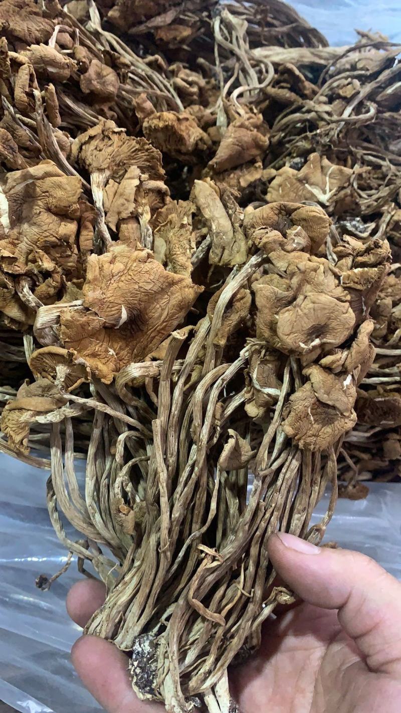 跑江湖地摊热卖精选茶树菇
