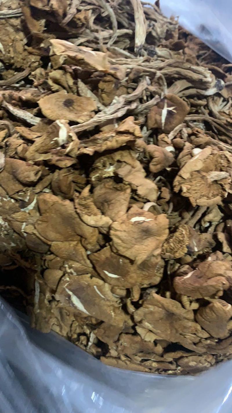 跑江湖地摊热卖精选茶树菇