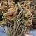 跑江湖地摊热卖精选茶树菇