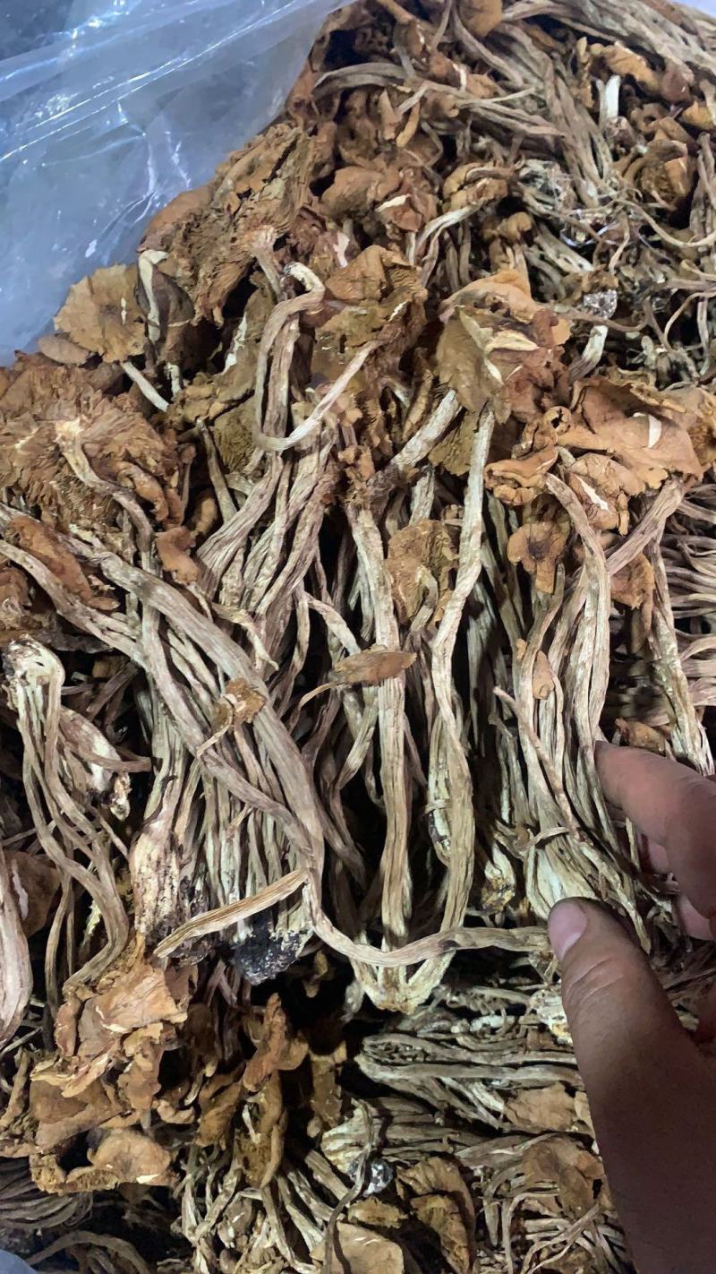 跑江湖地摊热卖精选茶树菇