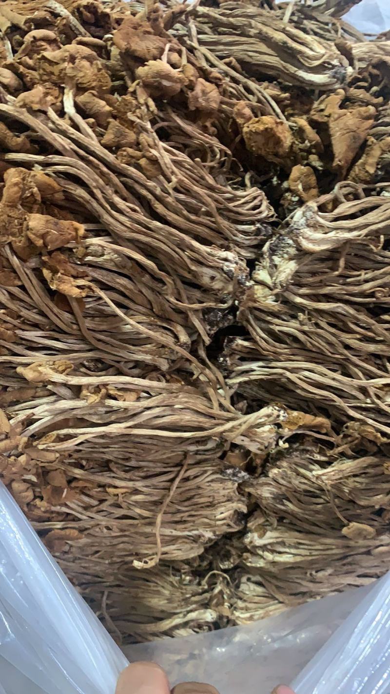 跑江湖地摊热卖精选茶树菇