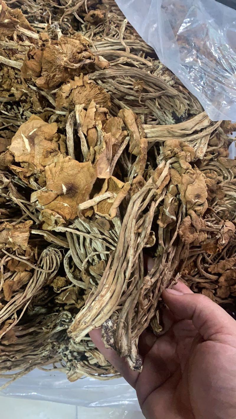 跑江湖地摊热卖精选茶树菇