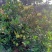12月份蜜香橙上市，沃柑12月中旬上市