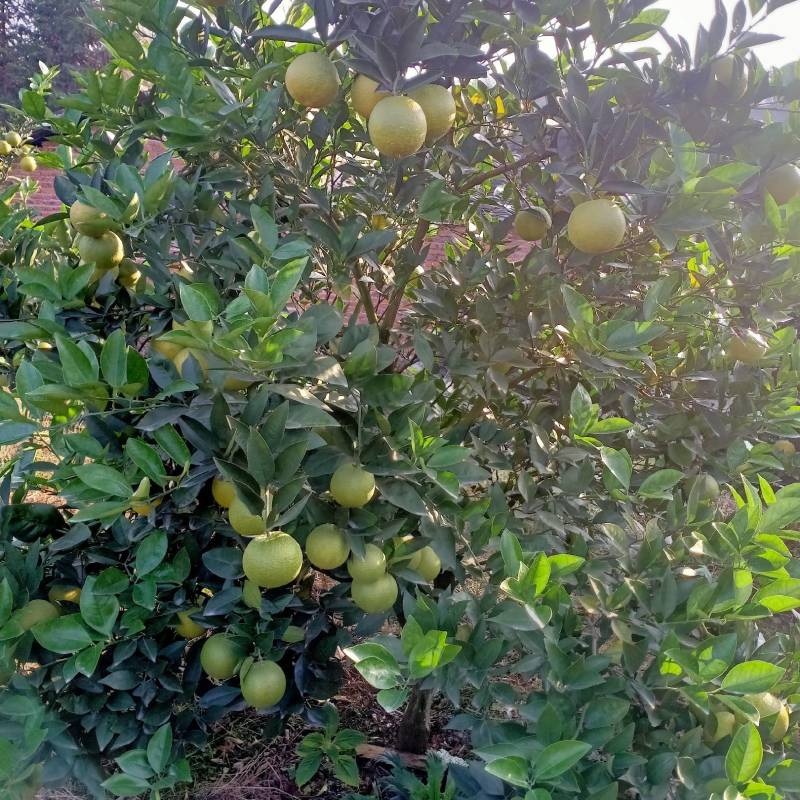 12月份蜜香橙上市，沃柑12月中旬上市