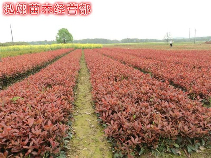 红叶石楠红叶石楠球基地大量供应自家苗圃直销价格低