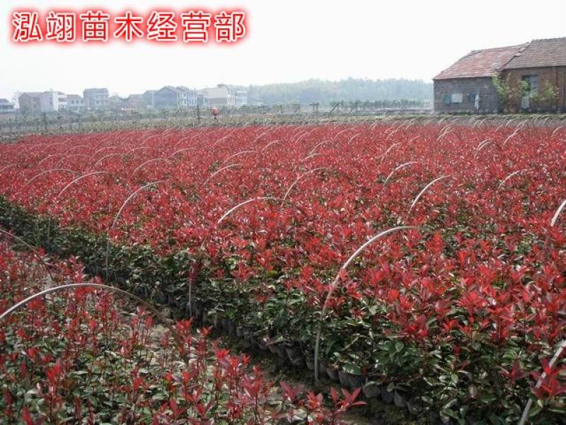 红叶石楠红叶石楠球基地大量供应自家苗圃直销价格低