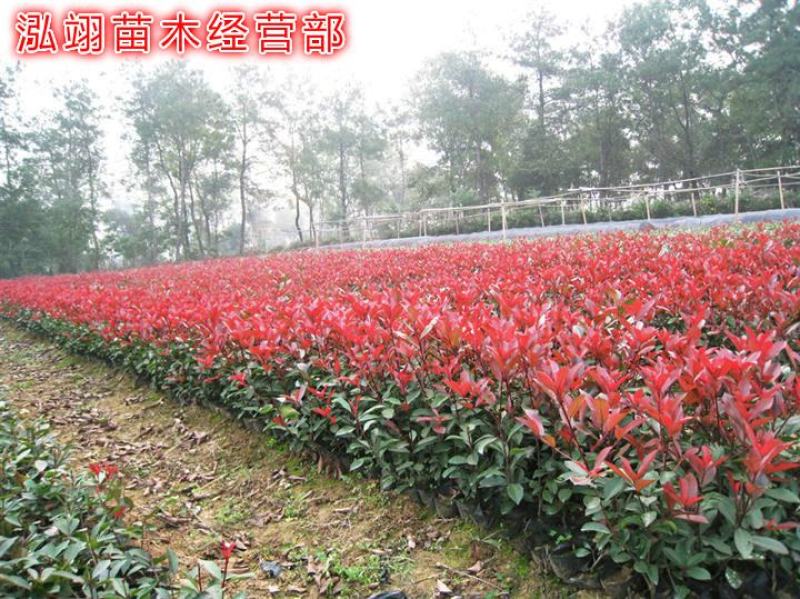 红叶石楠红叶石楠球基地大量供应自家苗圃直销价格低