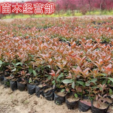 红叶石楠红叶石楠球基地大量供应自家苗圃直销价格低