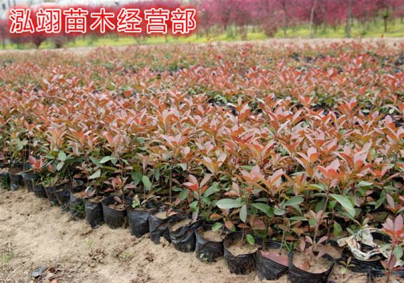 红叶石楠红叶石楠球基地大量供应自家苗圃直销价格低