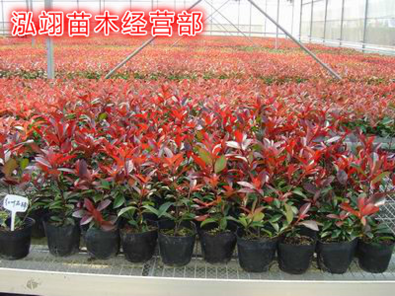 红叶石楠红叶石楠球基地大量供应自家苗圃直销价格低