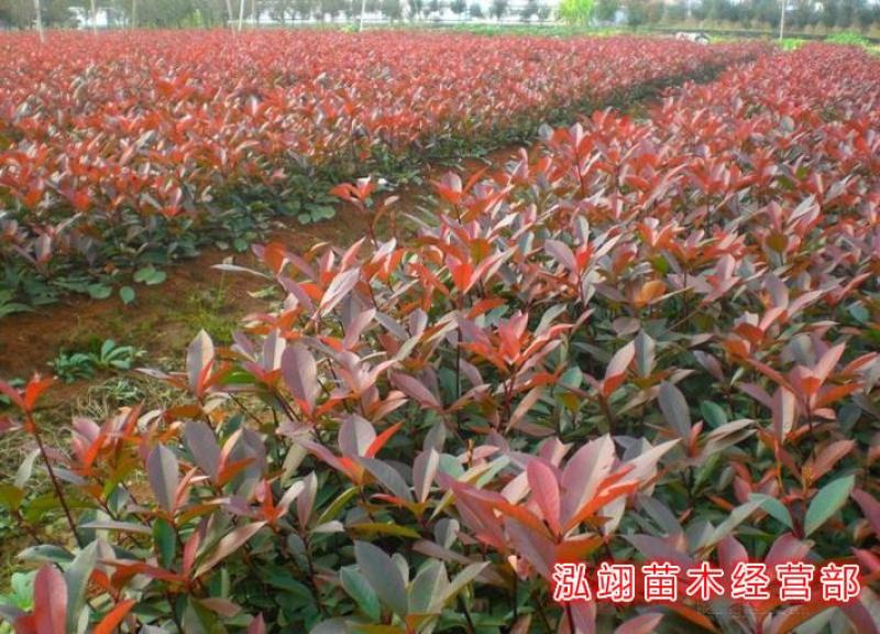红叶石楠红叶石楠球基地大量供应自家苗圃直销价格低