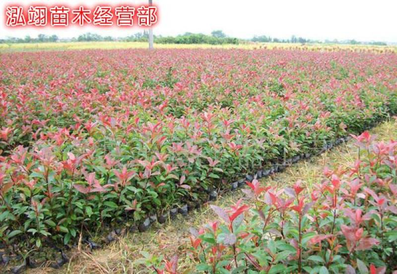 红叶石楠红叶石楠球基地大量供应自家苗圃直销价格低