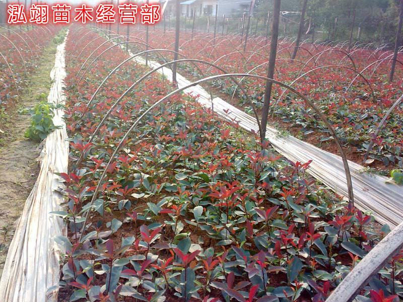 红叶石楠红叶石楠球基地大量供应自家苗圃直销价格低
