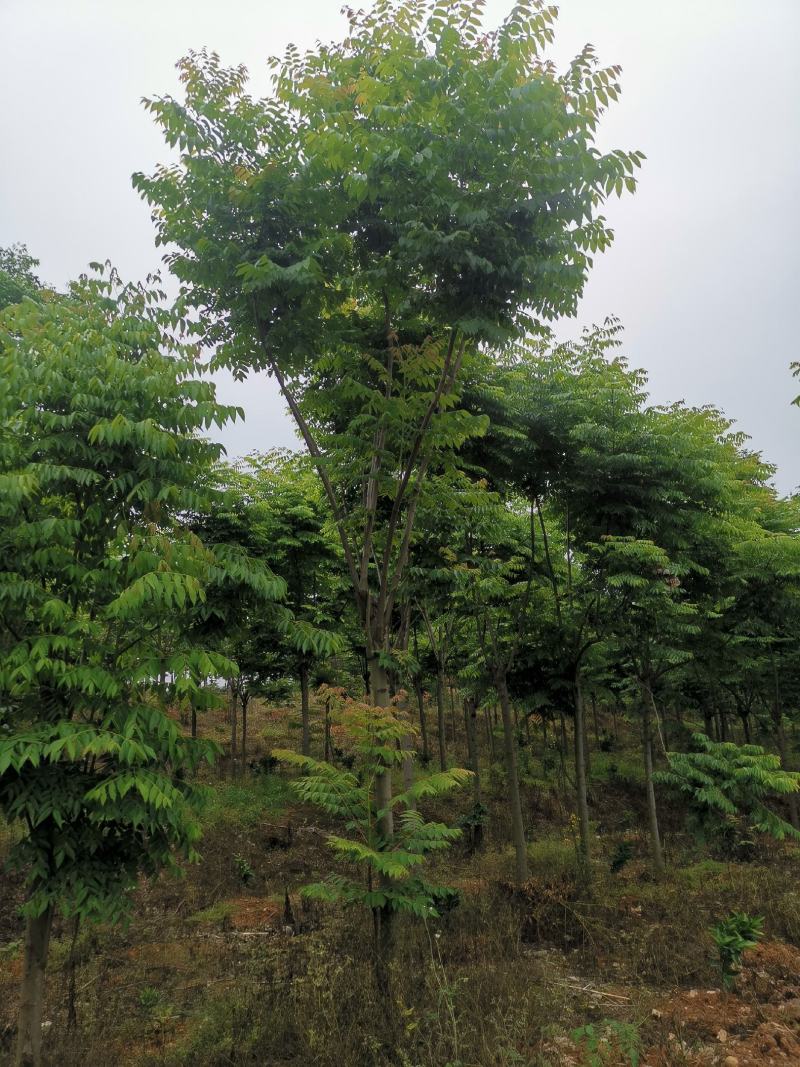 截干反冒4年左右栾树各种规格1-4年
