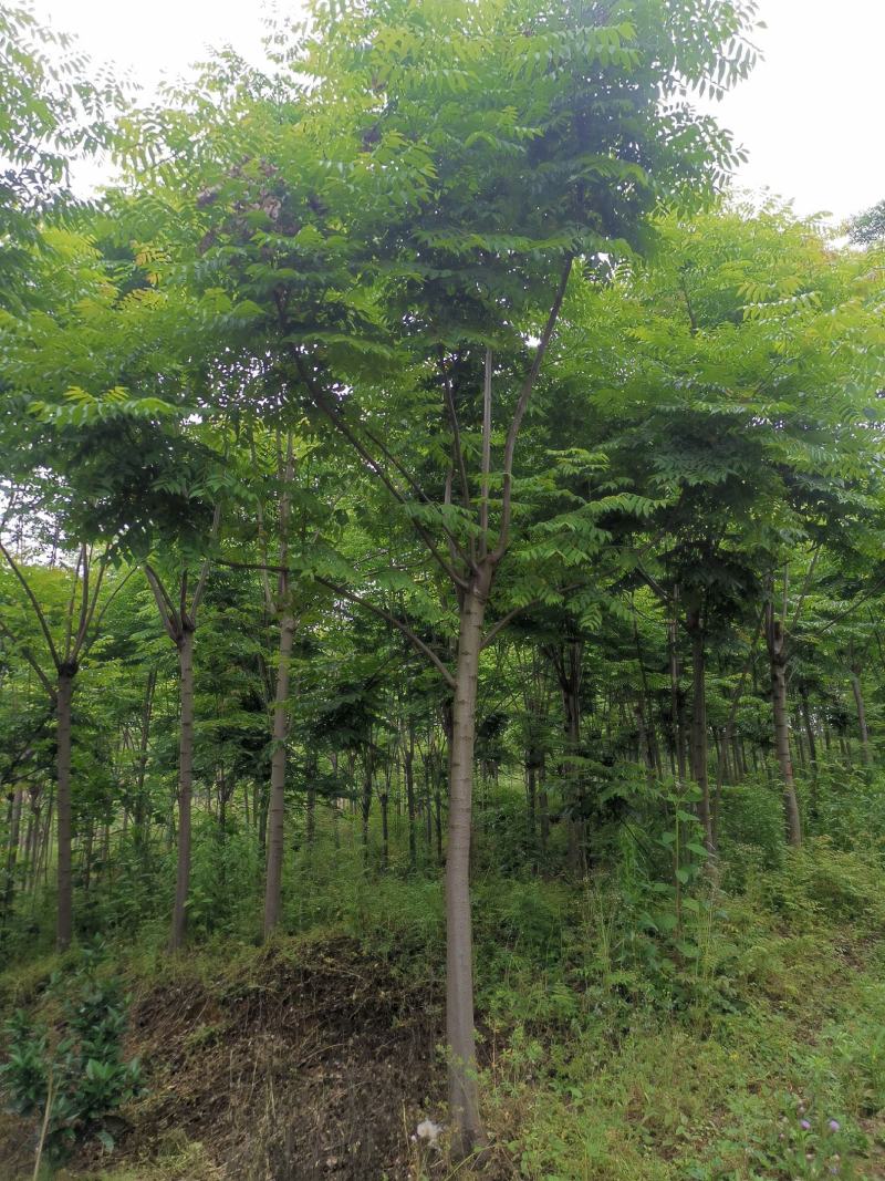 截干反冒4年左右栾树各种规格1-4年