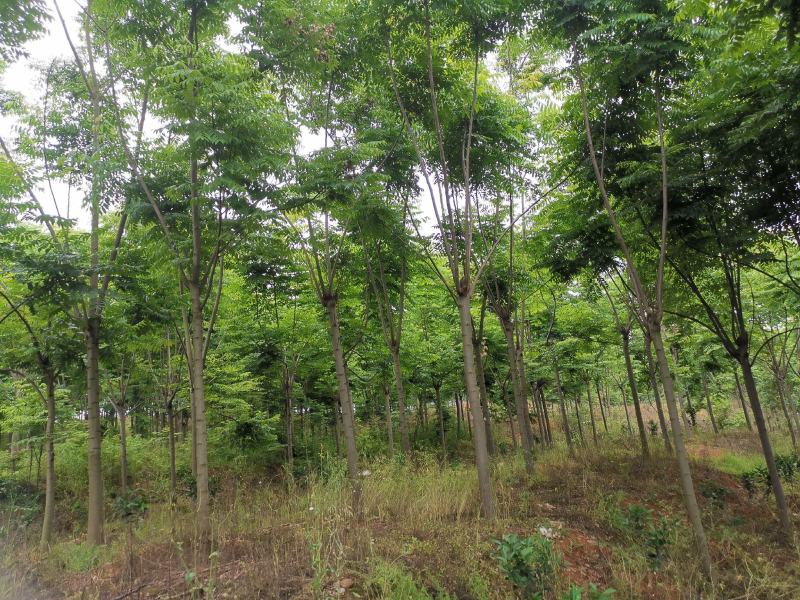截干反冒4年左右栾树各种规格1-4年