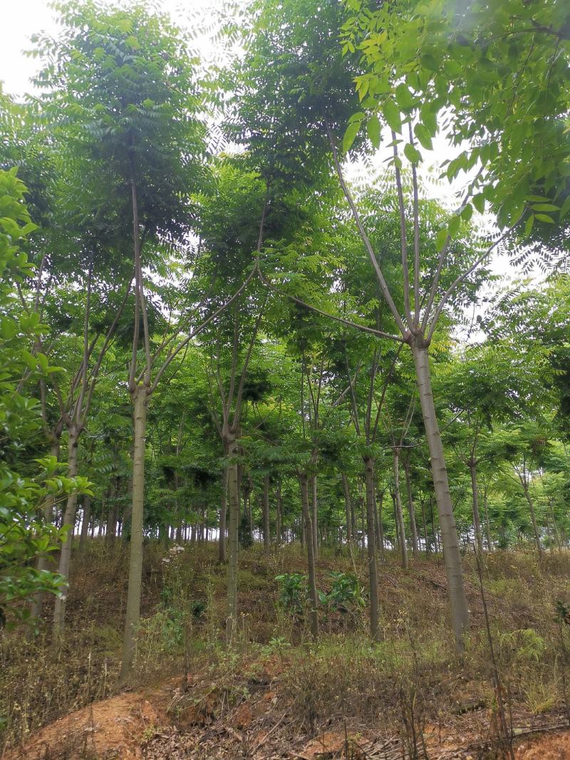 截干反冒4年左右栾树各种规格1-4年