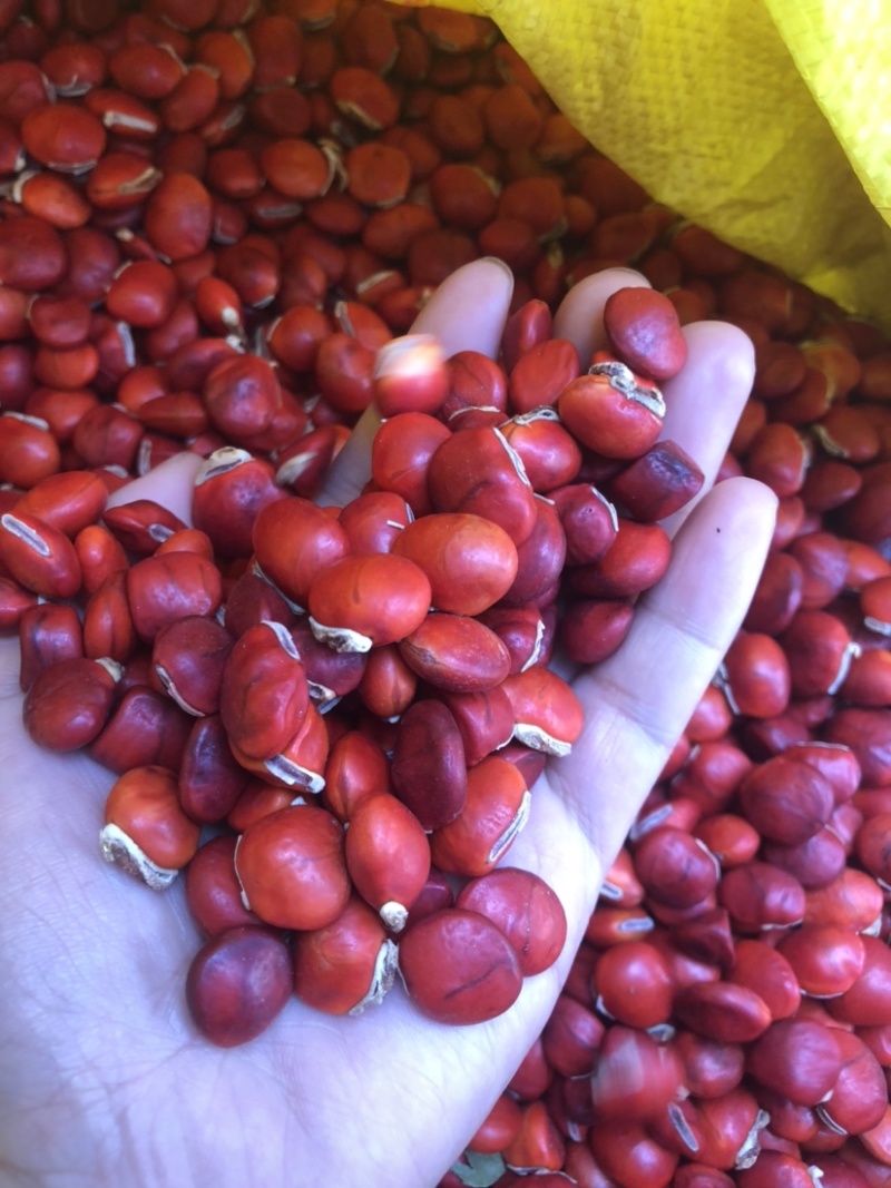 鄂西红豆种子花梨木种子红豆树种子鄂西红豆新货