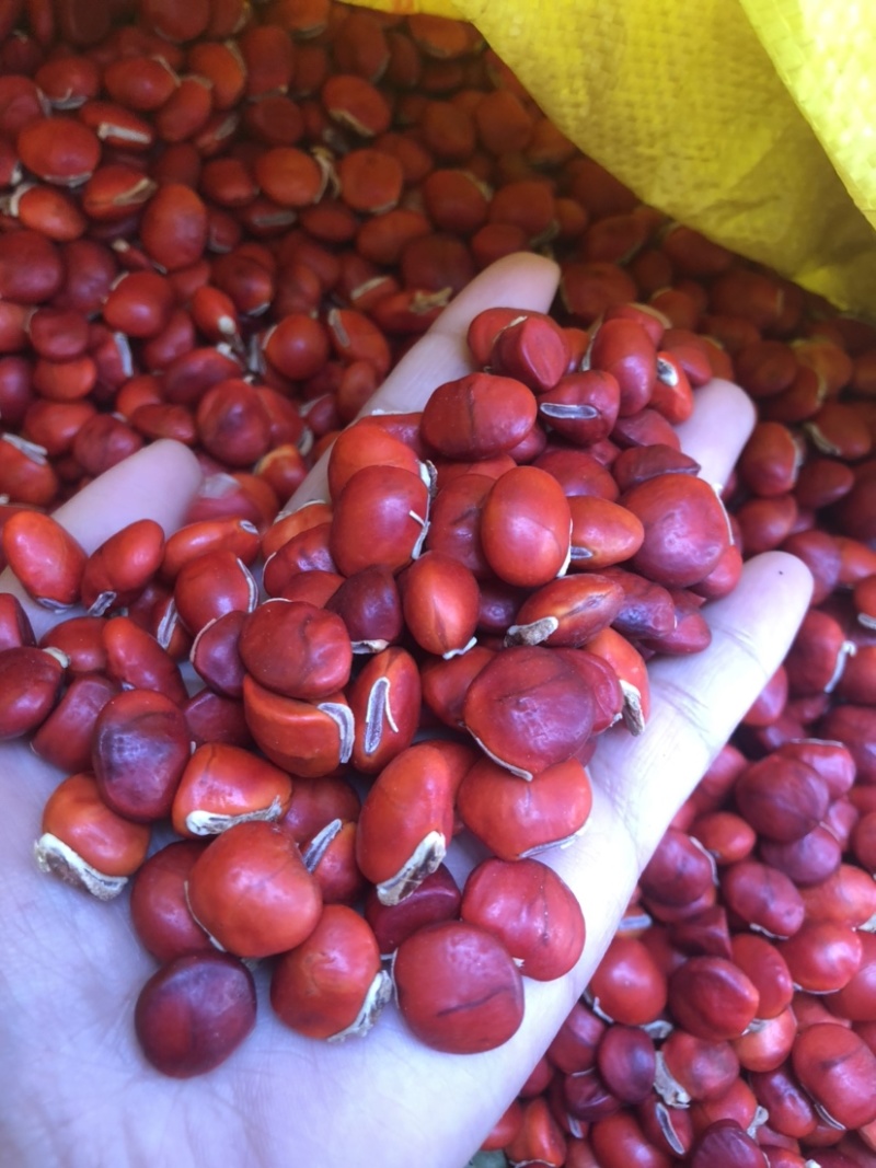 鄂西红豆种子花梨木种子红豆树种子鄂西红豆新货