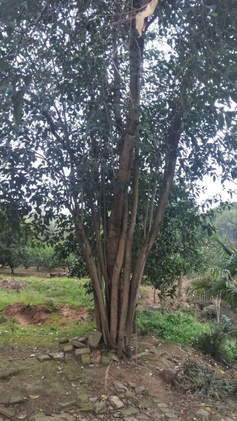 丛生大叶女贞山货移栽野生货源可供选择有货
