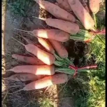 瓜果蔬菜专业种植区域，质量**，价格美丽