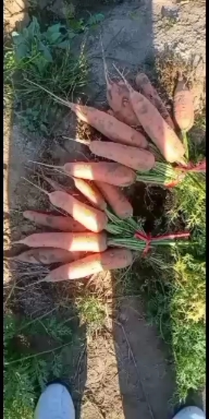 瓜果蔬菜专业种植区域，质量**，价格美丽