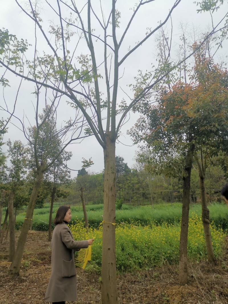 20反冒栾树各种规格各种年份田苗黑土可供